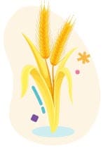 A whole grain plant