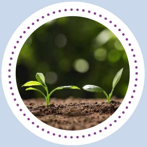 Sprouts growing out of the dirt.