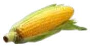 Ear of corn