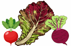 Radish, red leaf lettuce and rutabaga